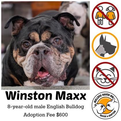Enlarge WINSTON MAXX, a ADOPTABLE English Bulldog in Bonney Lake, WA image 1/2