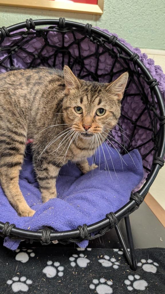 Calvin, Adoptable, Adult Male Domestic Short Hair.