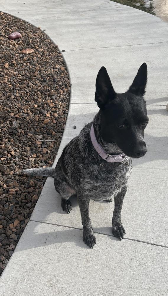 Enlarge Silvie, a Adoptable Australian Cattle Dog / Blue Heeler in Lincoln Park, MI image 1/6