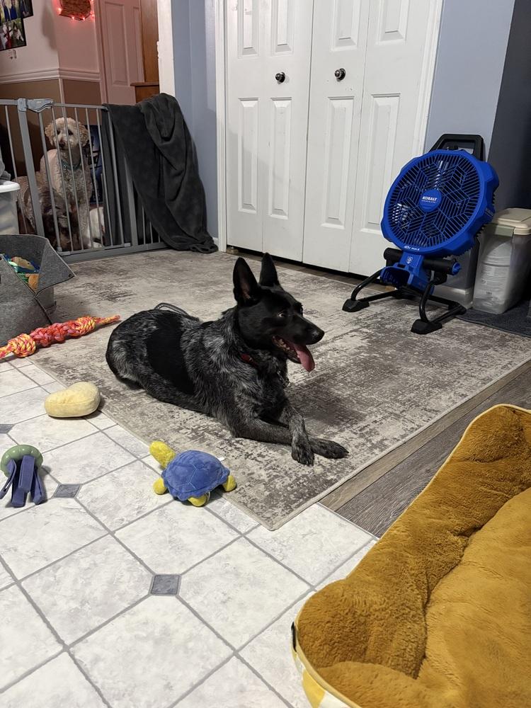 Enlarge Silvie, a Adoptable Australian Cattle Dog / Blue Heeler in Lincoln Park, MI image 1/5