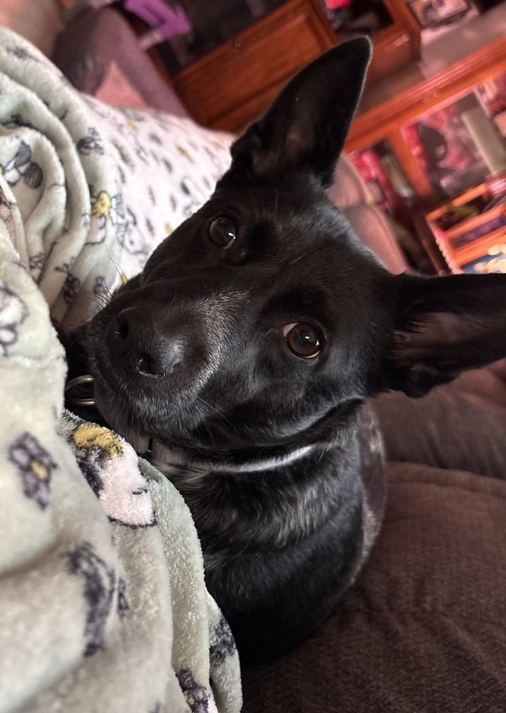 Enlarge Silvie, a Adoptable Australian Cattle Dog / Blue Heeler in Lincoln Park, MI image 2/6