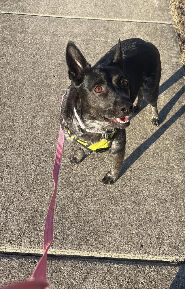 Enlarge Silvie, a Adoptable Australian Cattle Dog / Blue Heeler in Lincoln Park, MI image 3/6