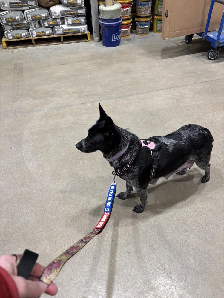 Enlarge Silvie, a Adoptable Australian Cattle Dog / Blue Heeler in Lincoln Park, MI image 2/5