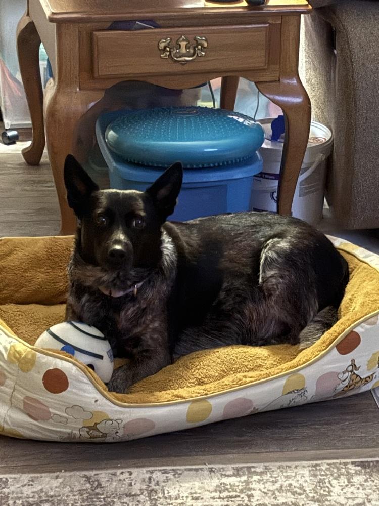 Enlarge Silvie, a Adoptable Australian Cattle Dog / Blue Heeler in Lincoln Park, MI image 3/5