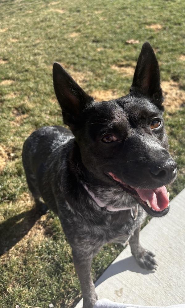 Enlarge Silvie, a Adoptable Australian Cattle Dog / Blue Heeler in Lincoln Park, MI image 4/6