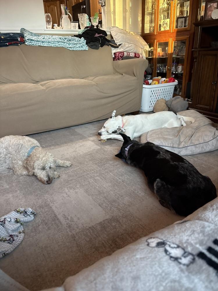 Enlarge Silvie, a Adoptable Australian Cattle Dog / Blue Heeler in Lincoln Park, MI image 4/5