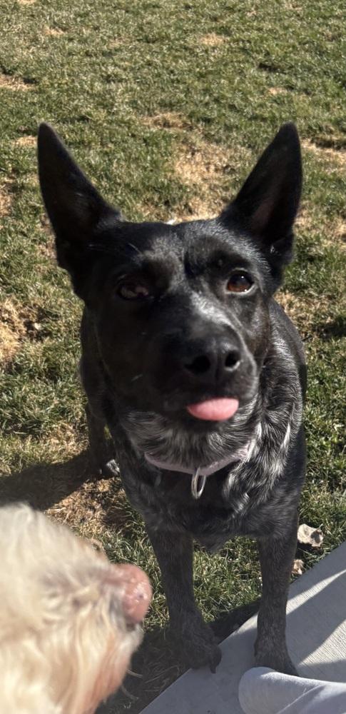 Enlarge Silvie, a Adoptable Australian Cattle Dog / Blue Heeler in Lincoln Park, MI image 5/6
