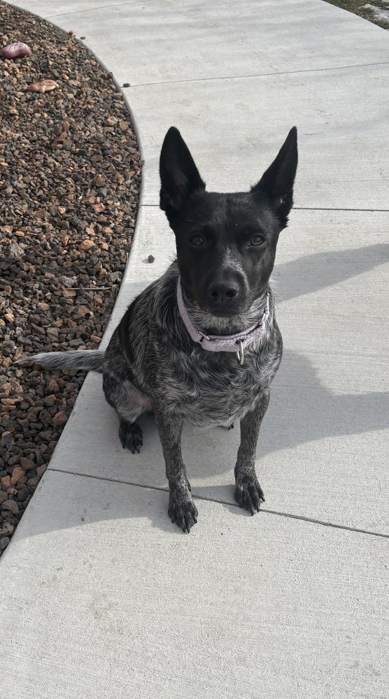 Enlarge Silvie, a Adoptable Australian Cattle Dog / Blue Heeler in Lincoln Park, MI image 6/6