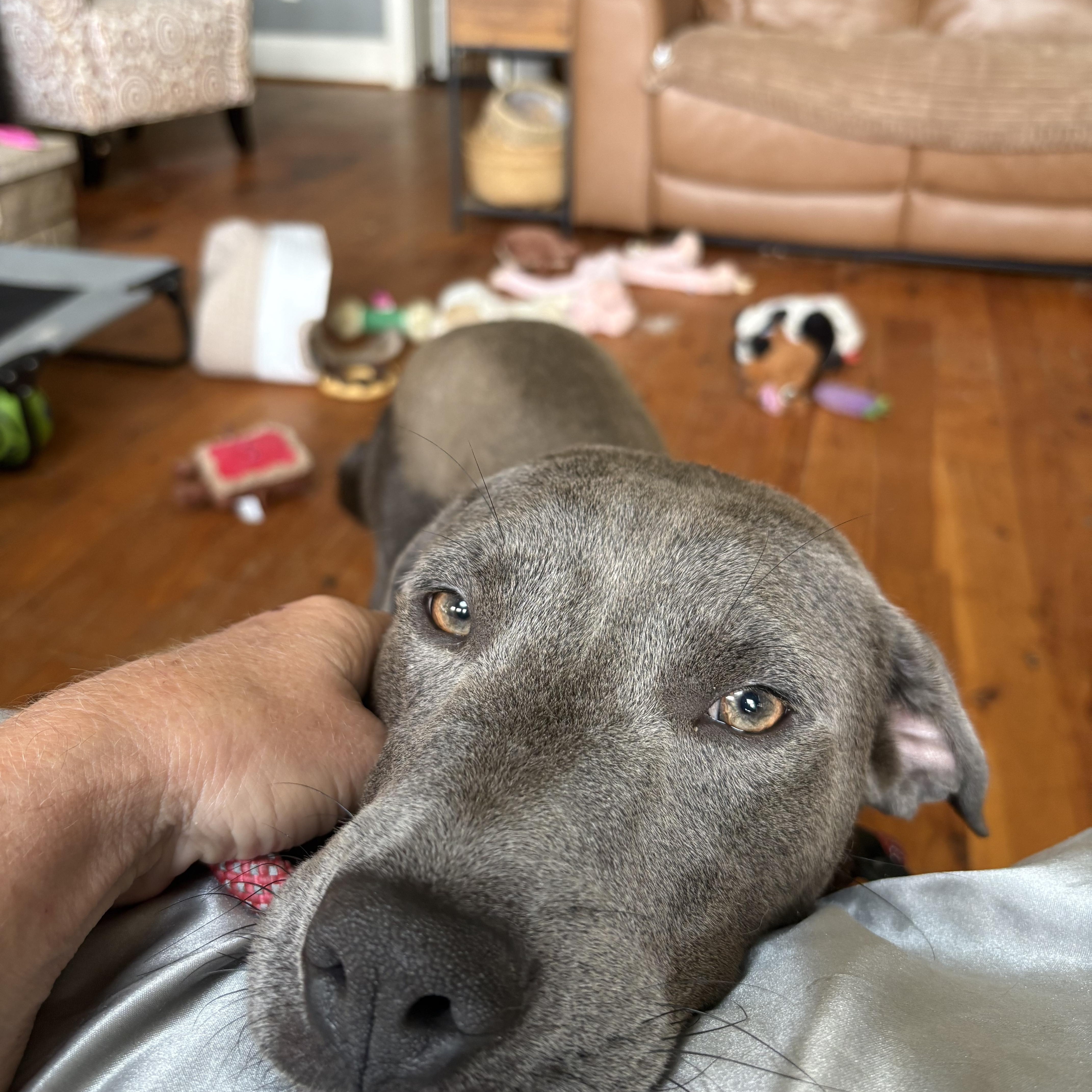 Enlarge Rosemary, a ADOPTABLE mixed breed in Pittsboro, NC image 2/6