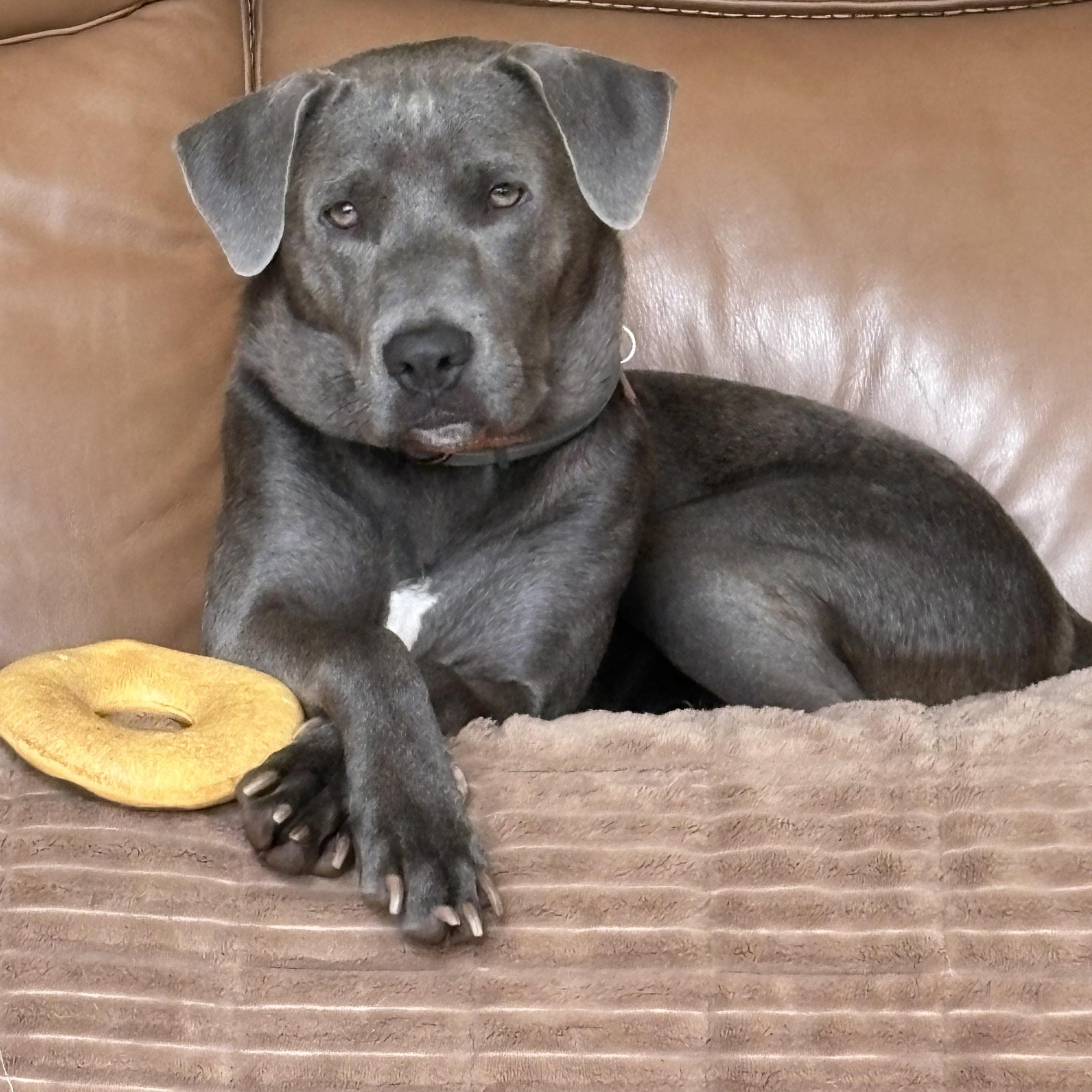 Enlarge Rosemary, a ADOPTABLE mixed breed in Pittsboro, NC image 3/6