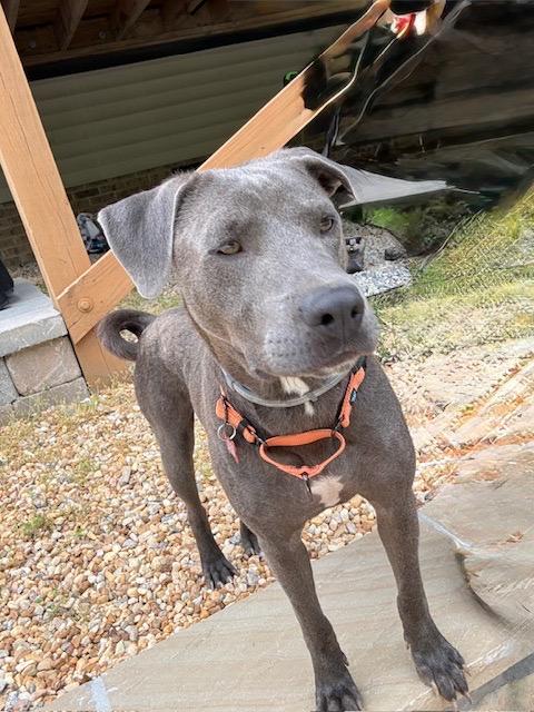 Enlarge Rosemary, a ADOPTABLE mixed breed in Pittsboro, NC image 6/6