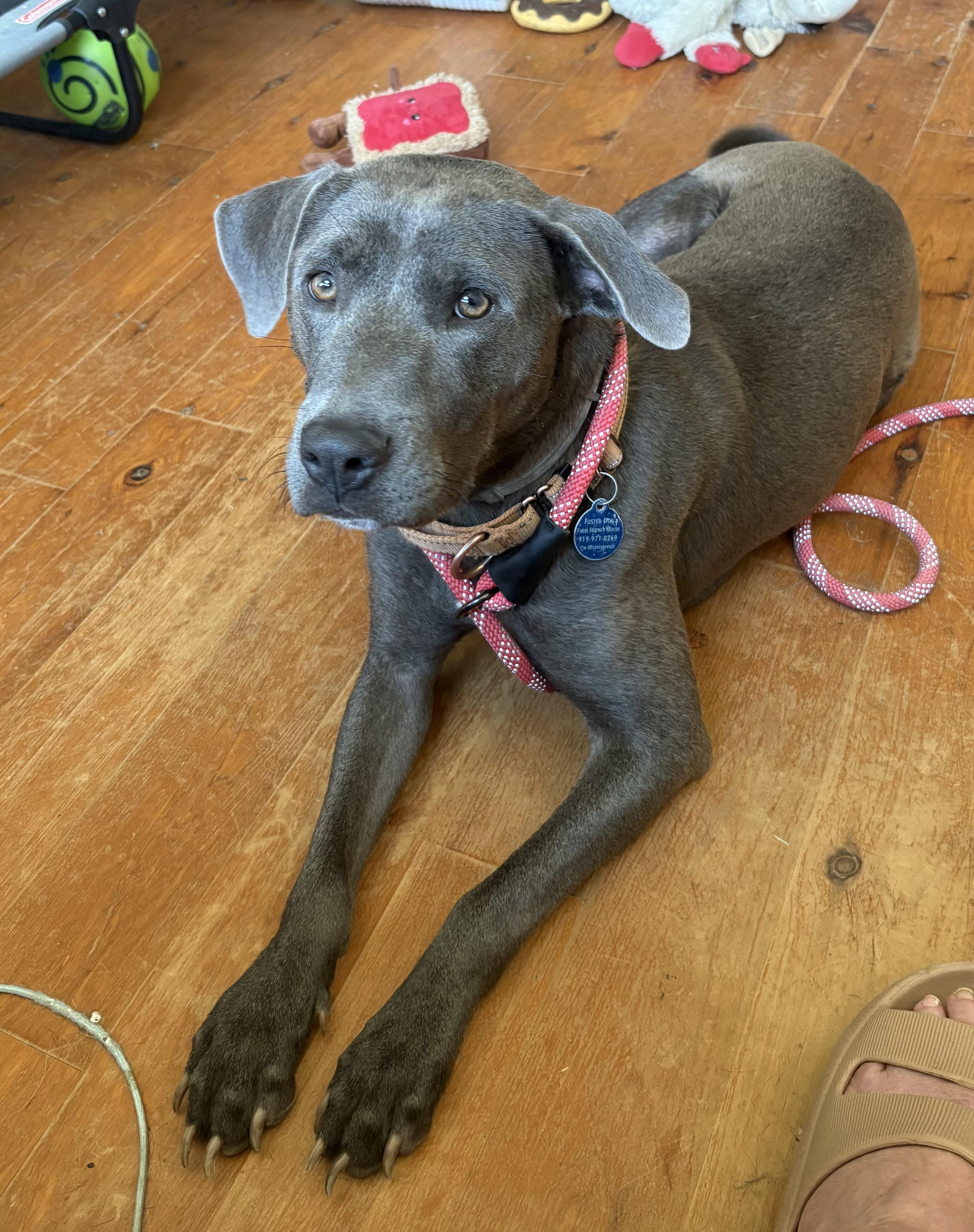 Enlarge Rosemary, a ADOPTABLE mixed breed in Pittsboro, NC image 4/6