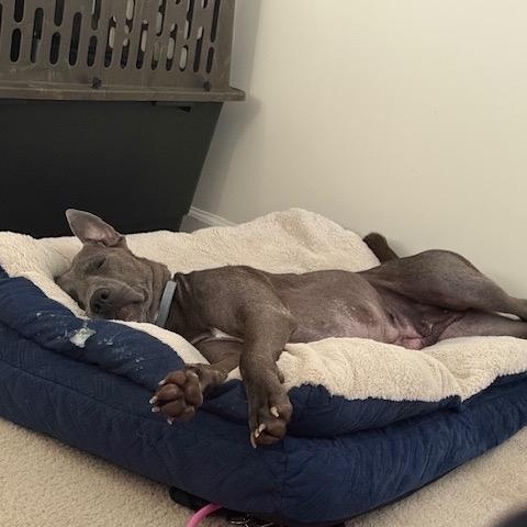 Enlarge Rosemary, a ADOPTABLE mixed breed in Pittsboro, NC image 5/6