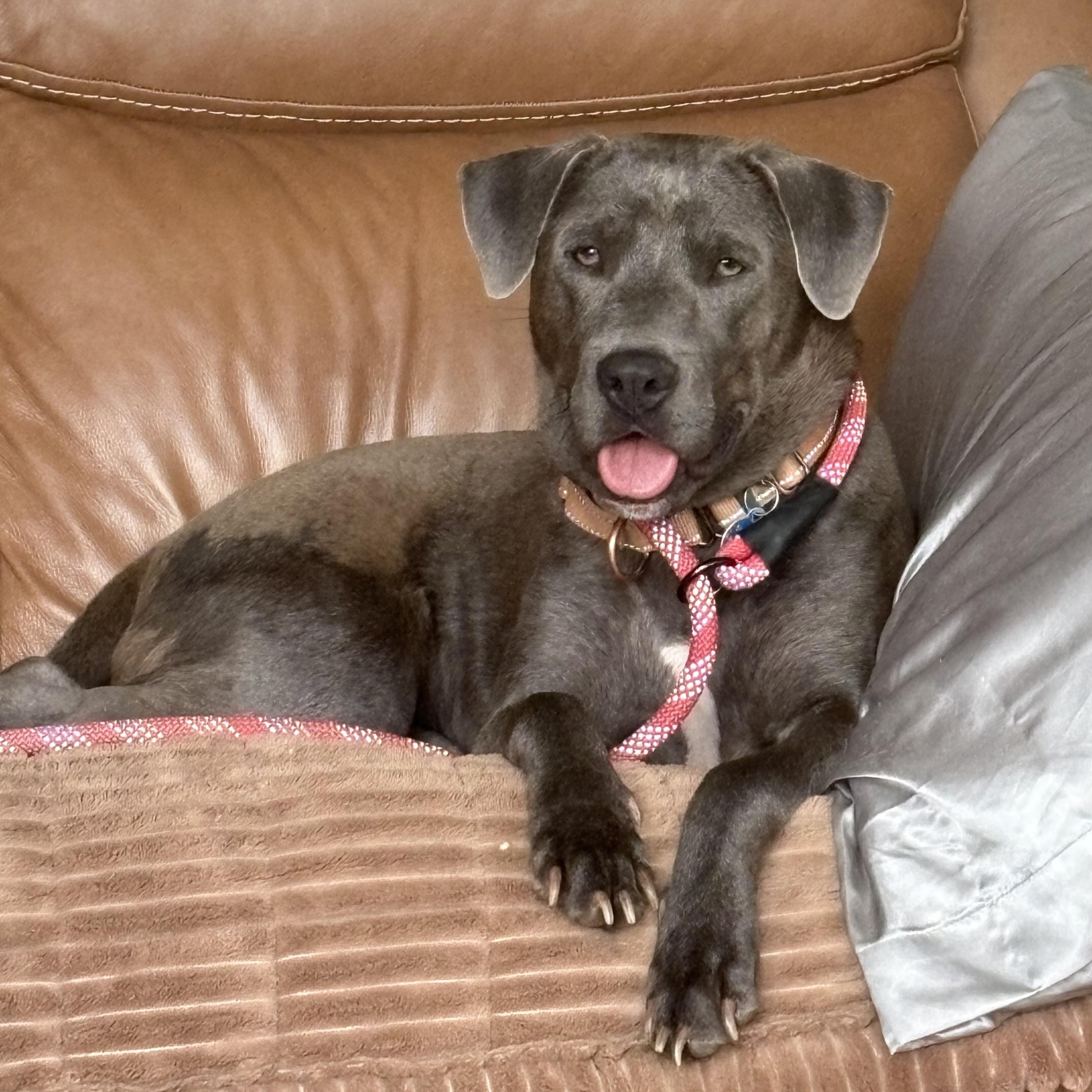 Rosemary, ADOPTABLE, Young Female Labrador Retriever.