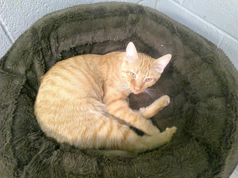 SOCTOPUS, a ADOPTABLE Domestic Short Hair in Pegram, TN image 1/2