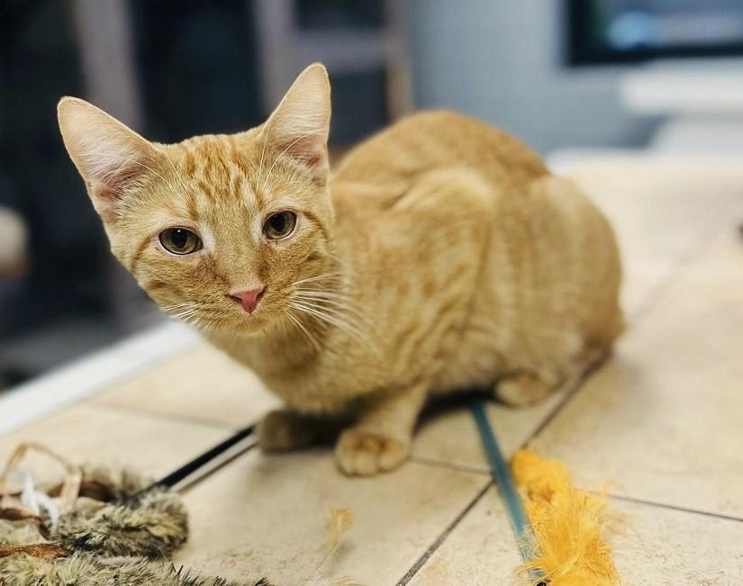 SOCTOPUS, a ADOPTABLE Domestic Short Hair in Pegram, TN image 2/2