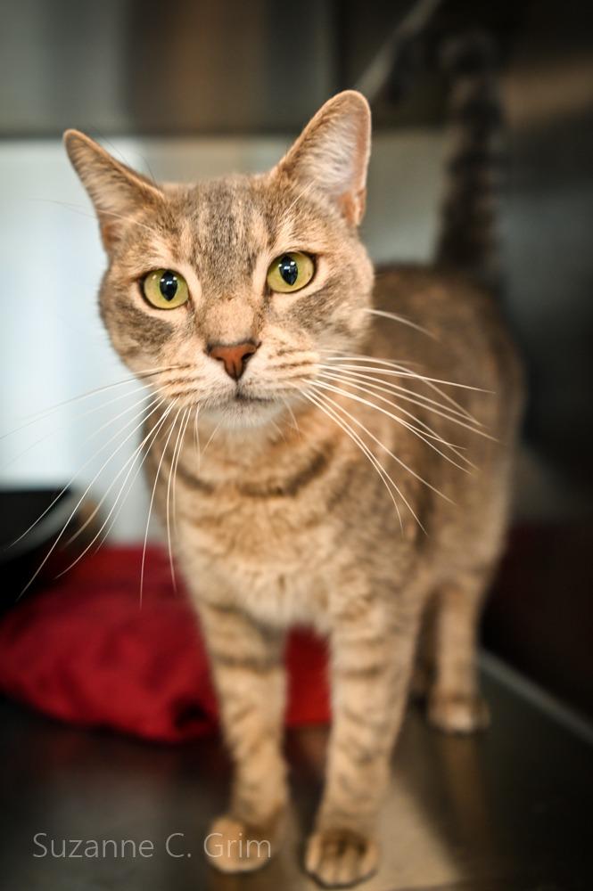 Tutu, a Adoptable mixed breed in New Orleans, LA image 1/3