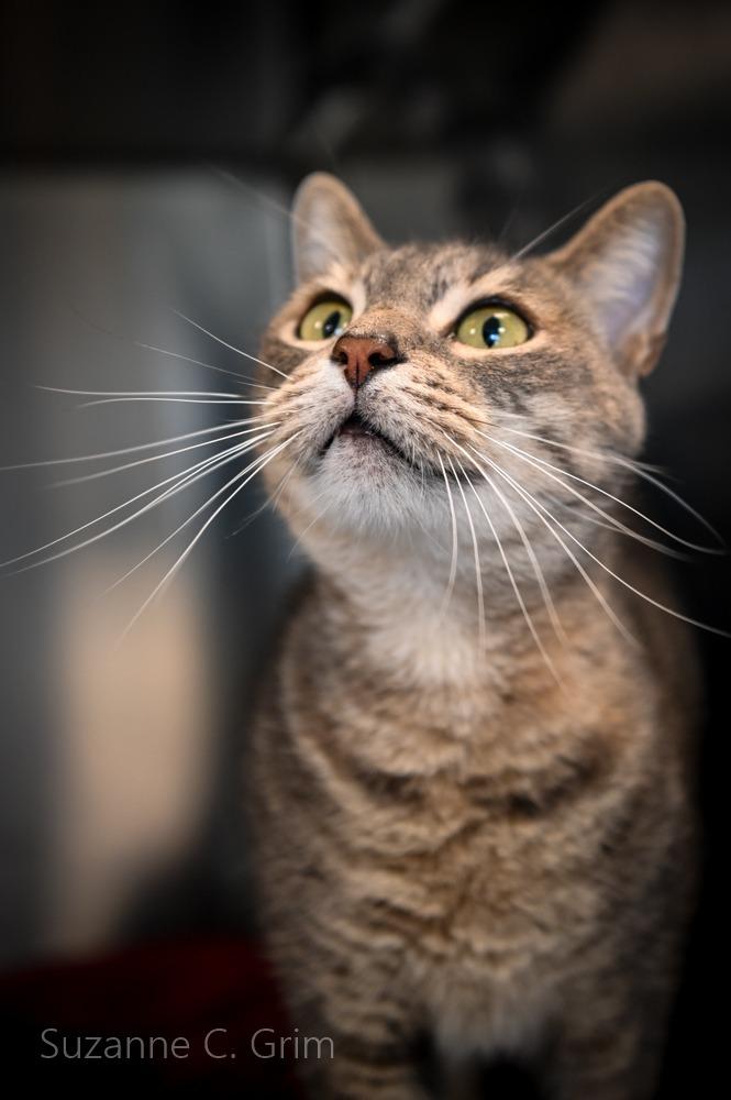 Tutu, a Adoptable mixed breed in New Orleans, LA image 2/3