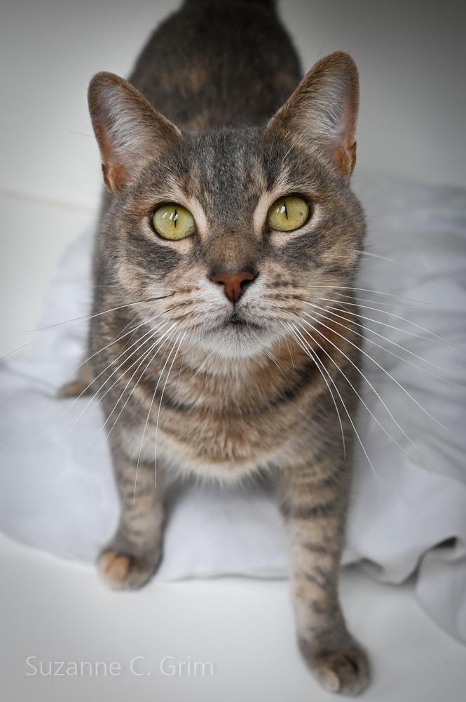 Tutu, a Adoptable mixed breed in New Orleans, LA image 2/4