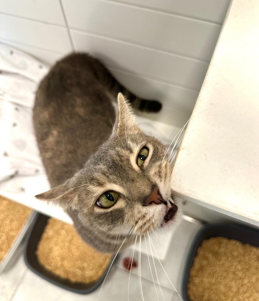 Tutu, Adoptable, Adult Female Domestic Short Hair.