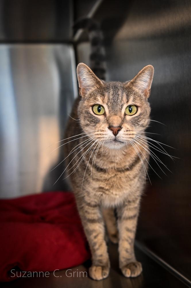 Tutu, a Adoptable mixed breed in New Orleans, LA image 3/3