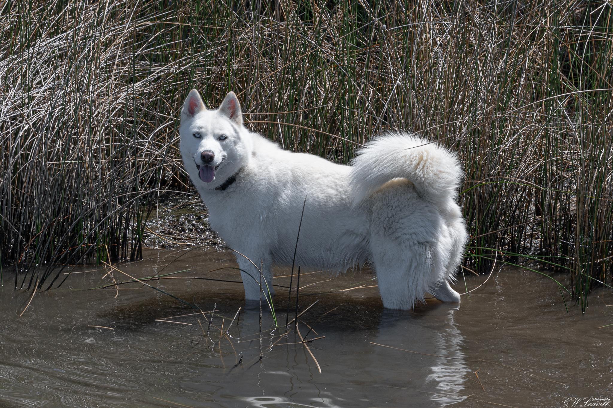 Mystic (Available in Florida), a Adoptable mixed breed in BONIFAY, FL image 6/6