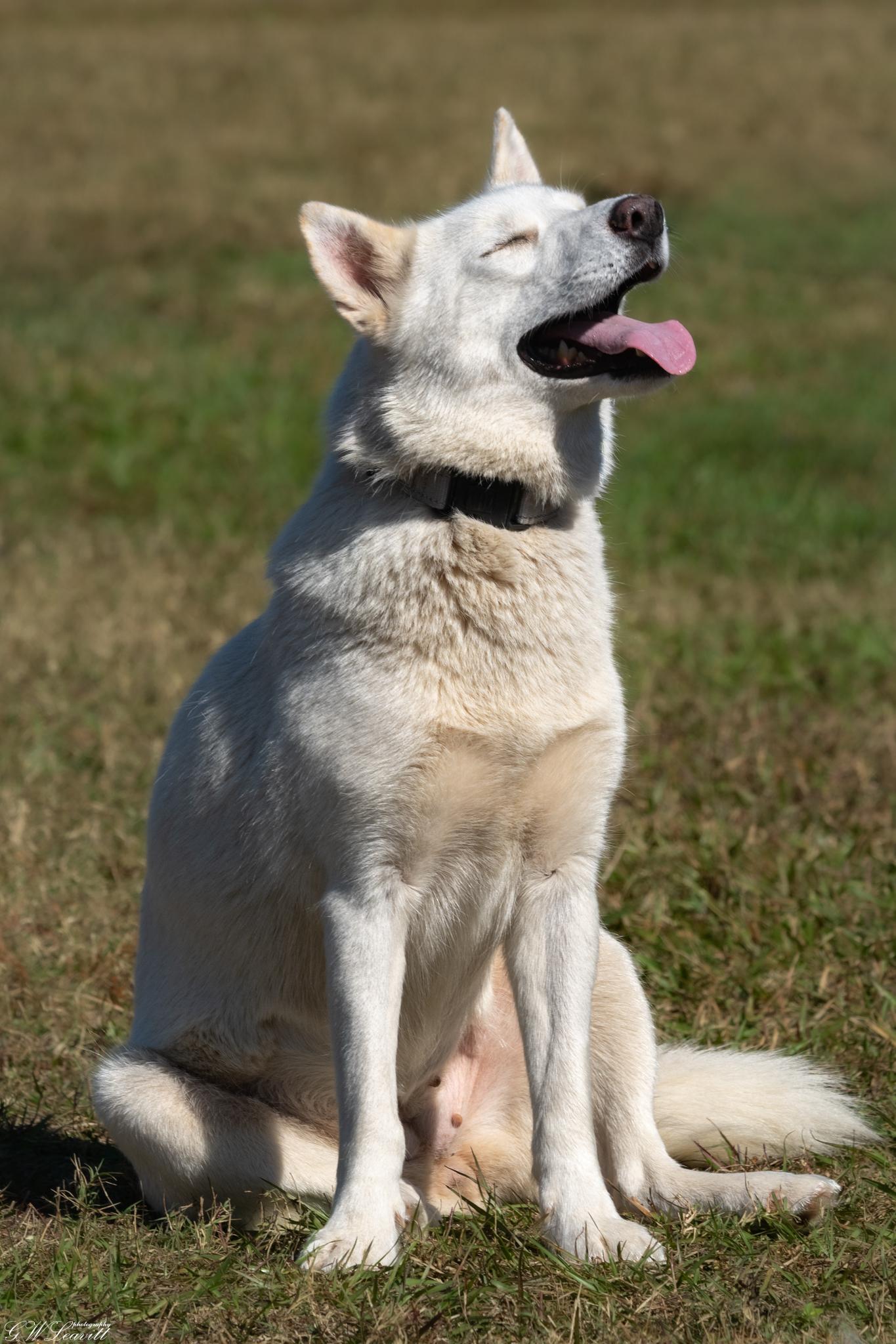 Enlarge Mystic (Available in Florida), a Adoptable Mixed Breed in BONIFAY, FL image 3/6