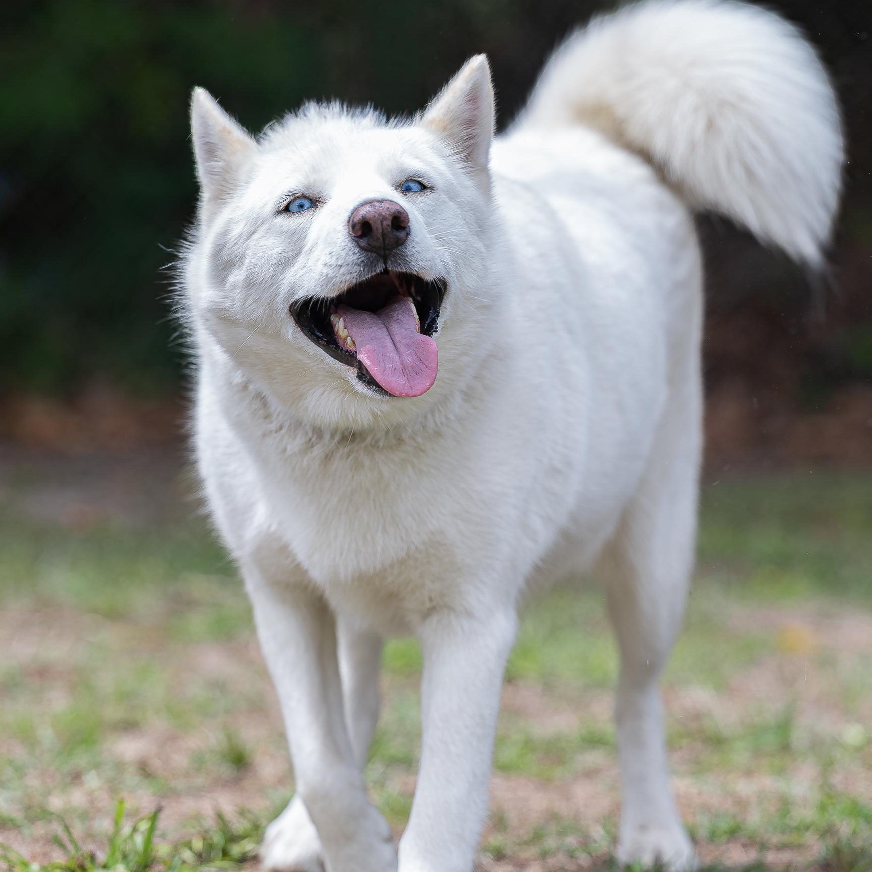 Mystic (Available in Florida), Adoptable, Young Female Mixed Breed.