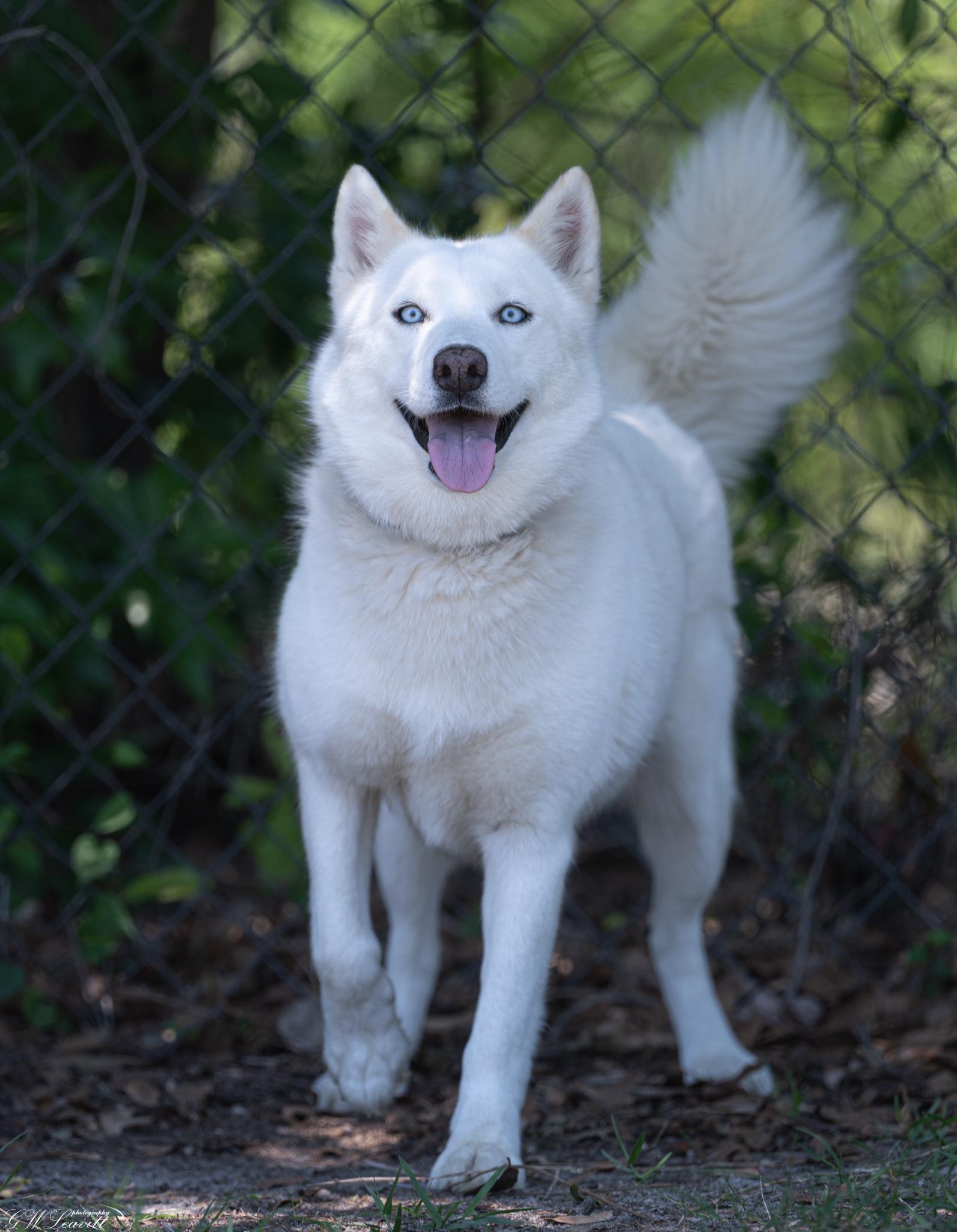 Mystic (Available in Florida), Adoptable, Young Female Mixed Breed.