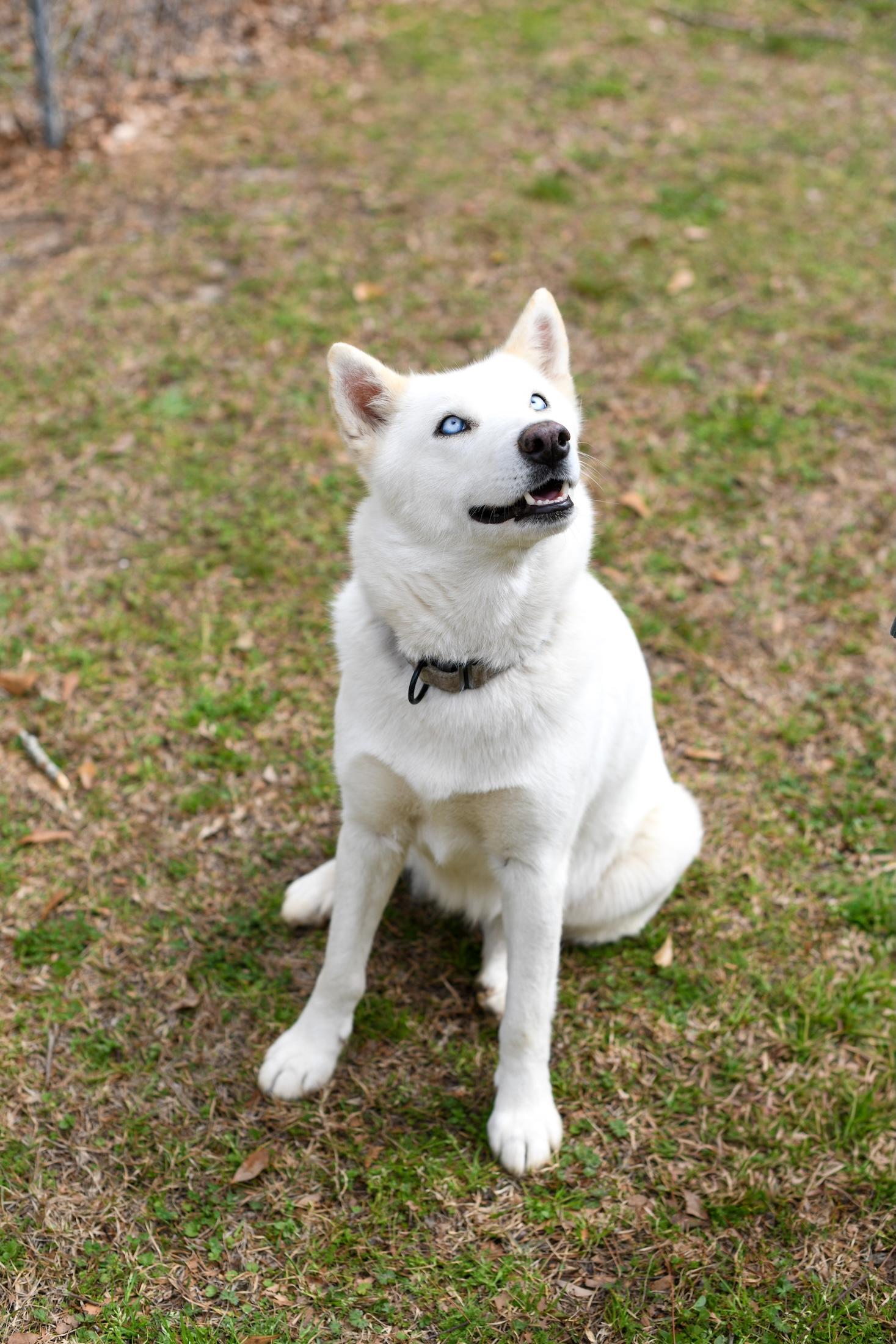Mystic (Available in Florida), a Adoptable mixed breed in BONIFAY, FL image 6/6