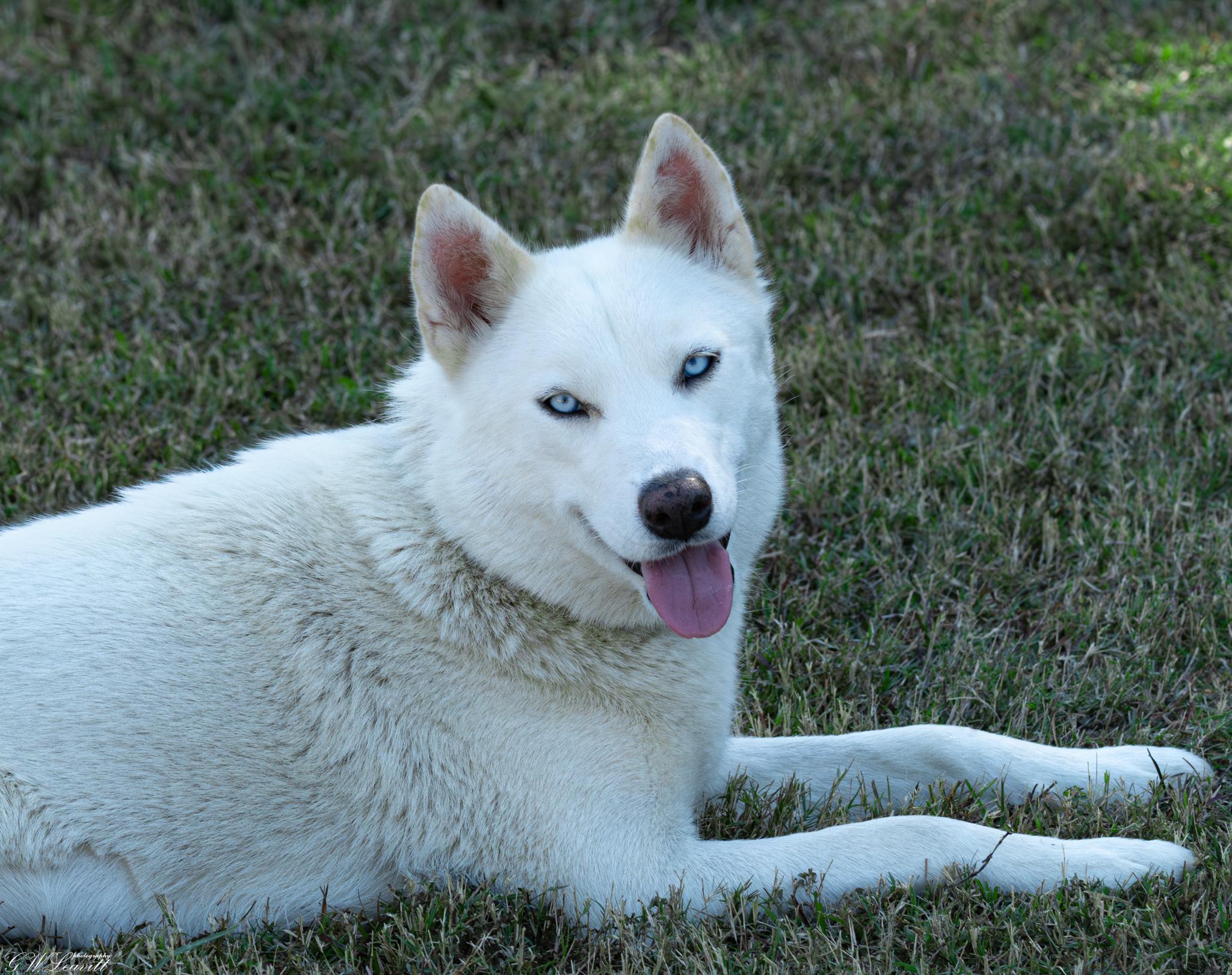 Enlarge Mystic (Available in Florida), a Adoptable Mixed Breed in BONIFAY, FL image 1/6
