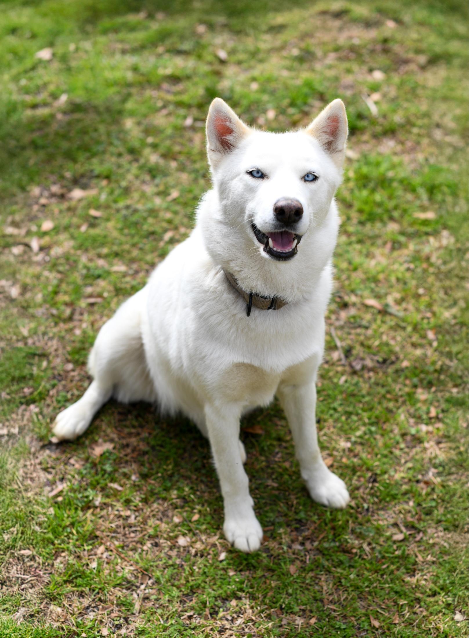 Mystic (Available in Florida), Adoptable, Young Female Husky.