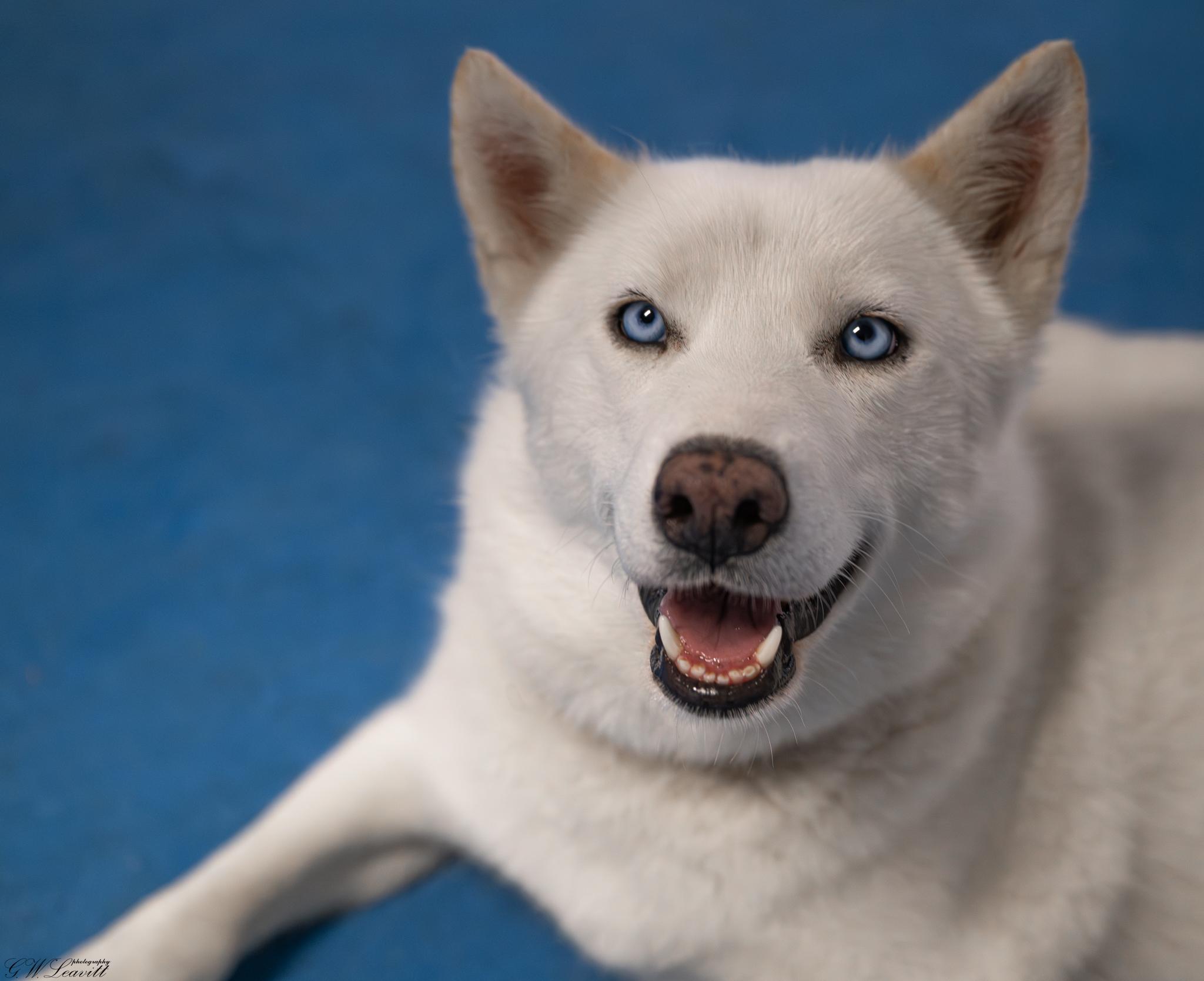 Enlarge Mystic (Available in Florida), a Adoptable Mixed Breed in BONIFAY, FL image 6/6