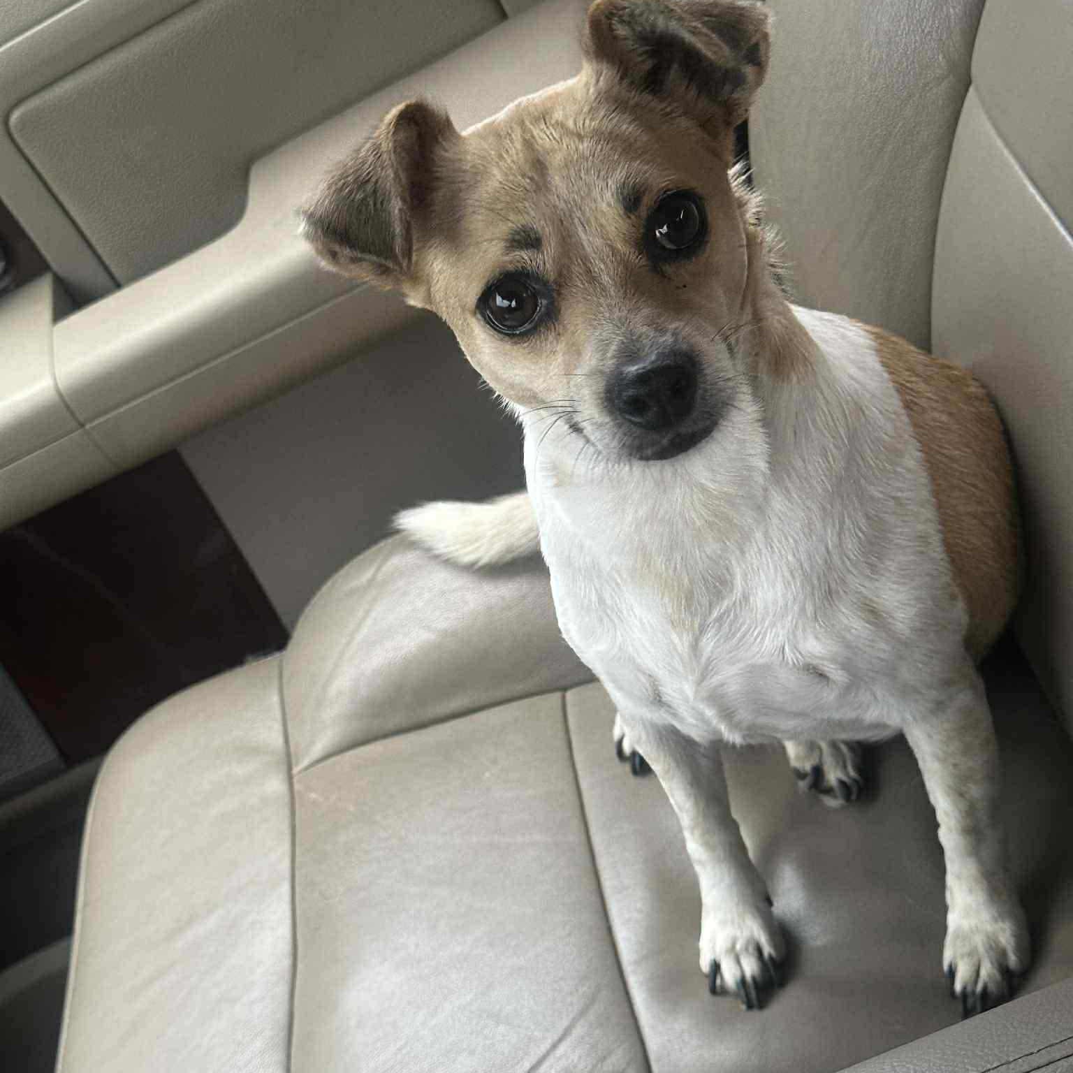 Chalupa
