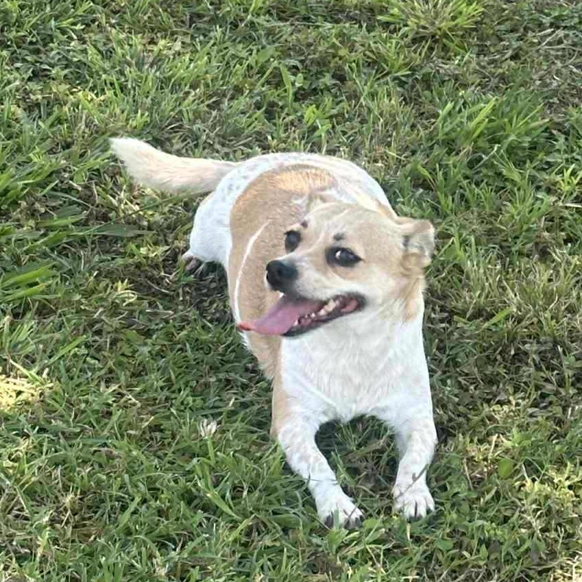 Chalupa