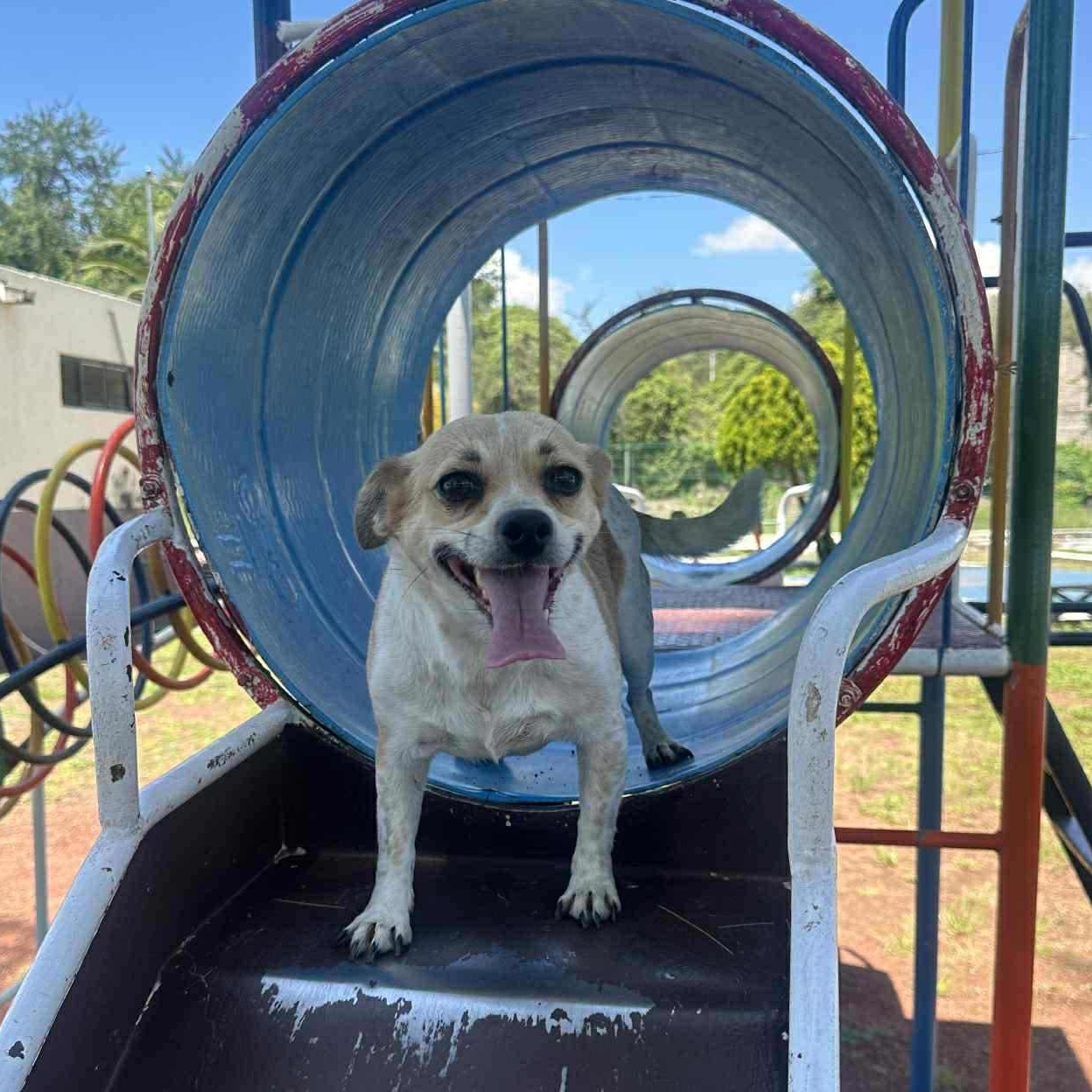 Chalupa