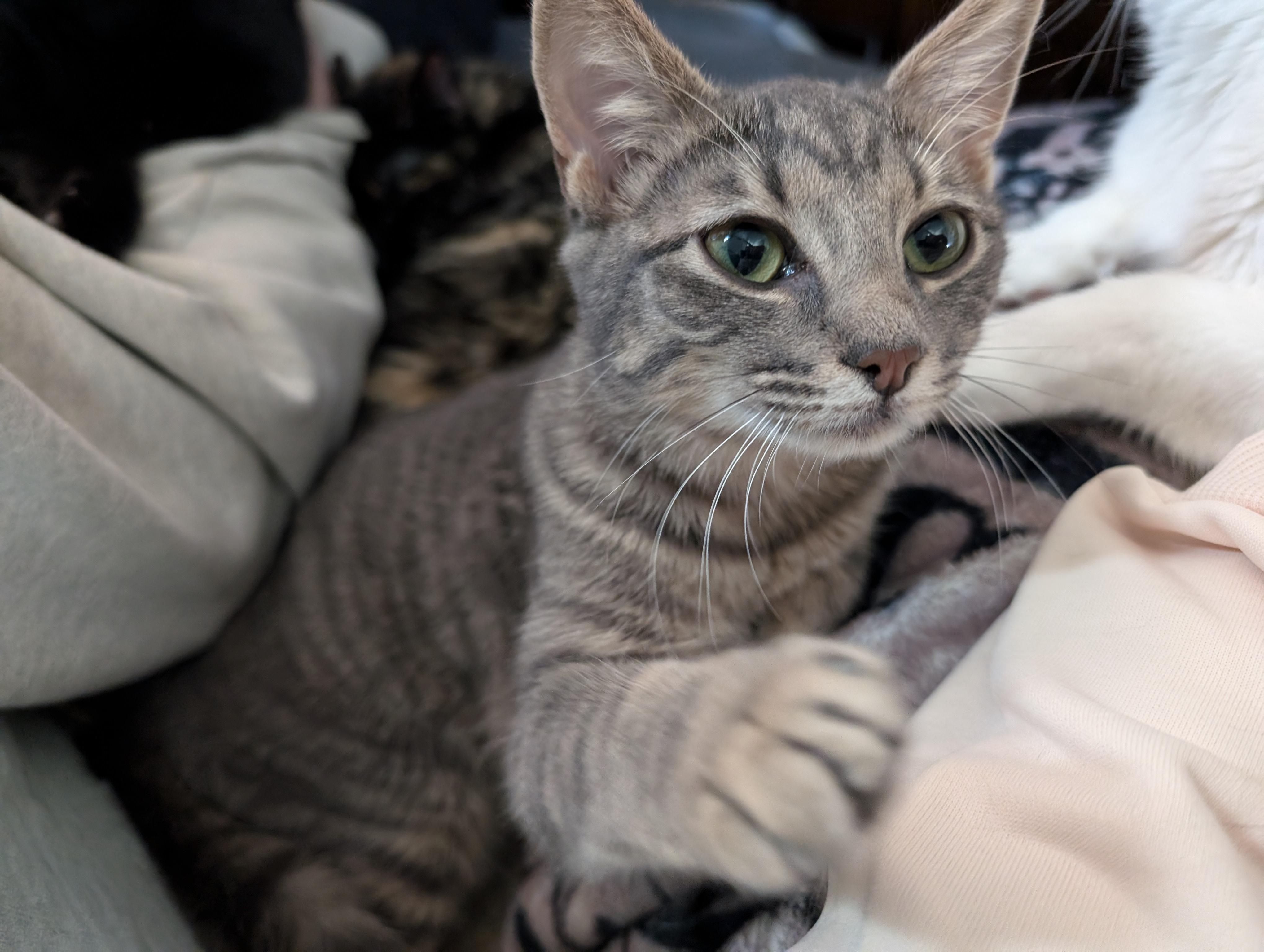 Sydney, Adoptable, Young Female Domestic Short Hair.