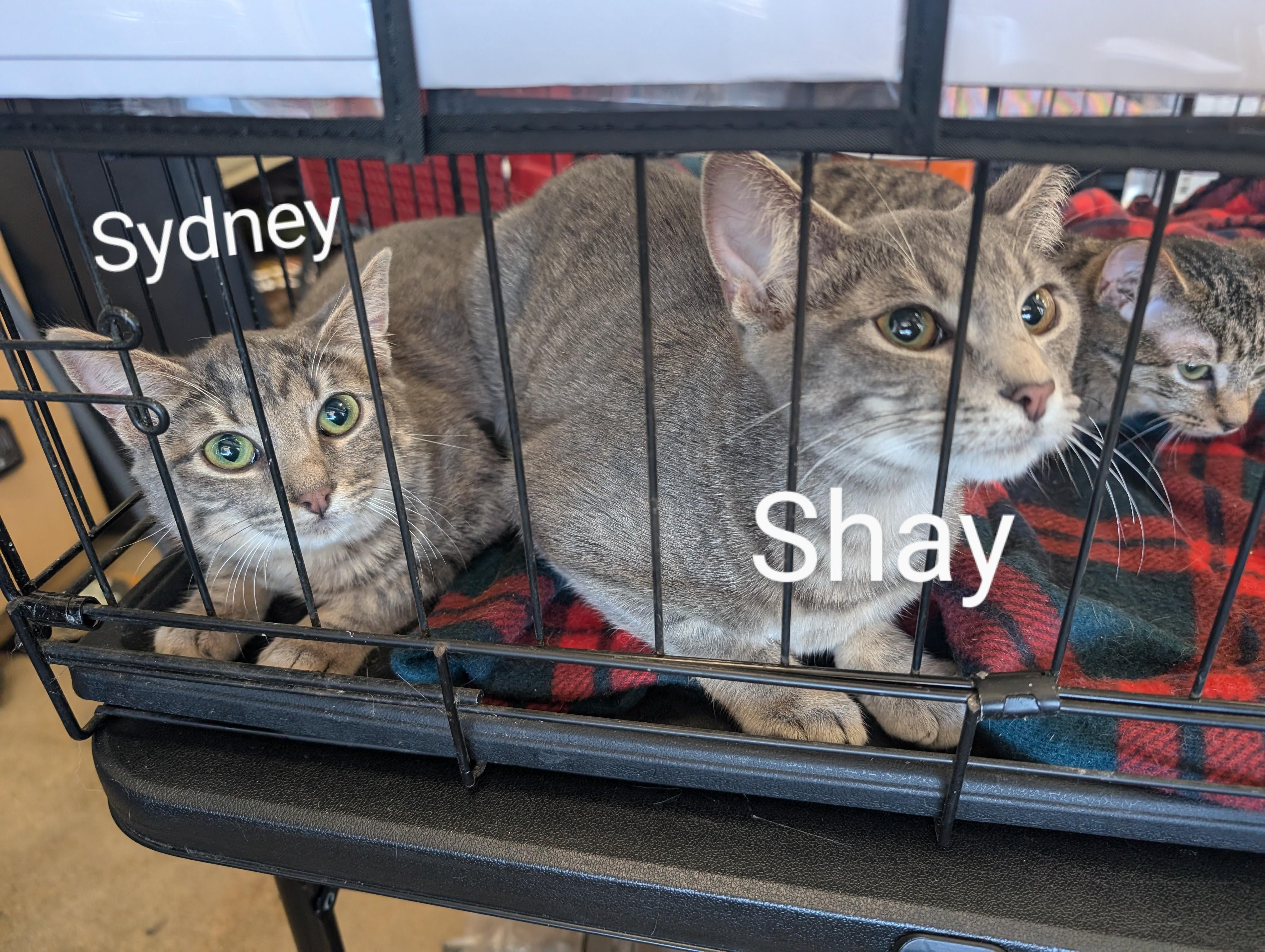 Sydney, a Adoptable mixed breed in Cleburne, TX image 6/6