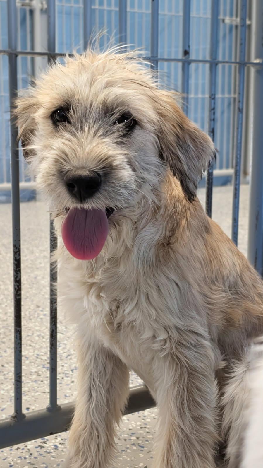 Enlarge Ruby, an adopted mixed breed in Benson, AZ image 1/1