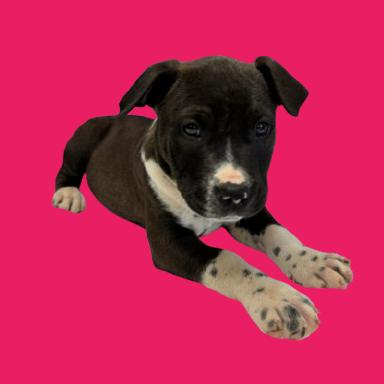 Berry — thumbnail 2