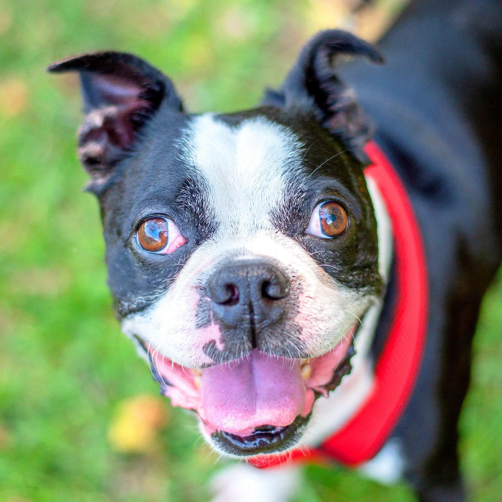 Buddy, ADOPTABLE, Adult Male Boston Terrier.