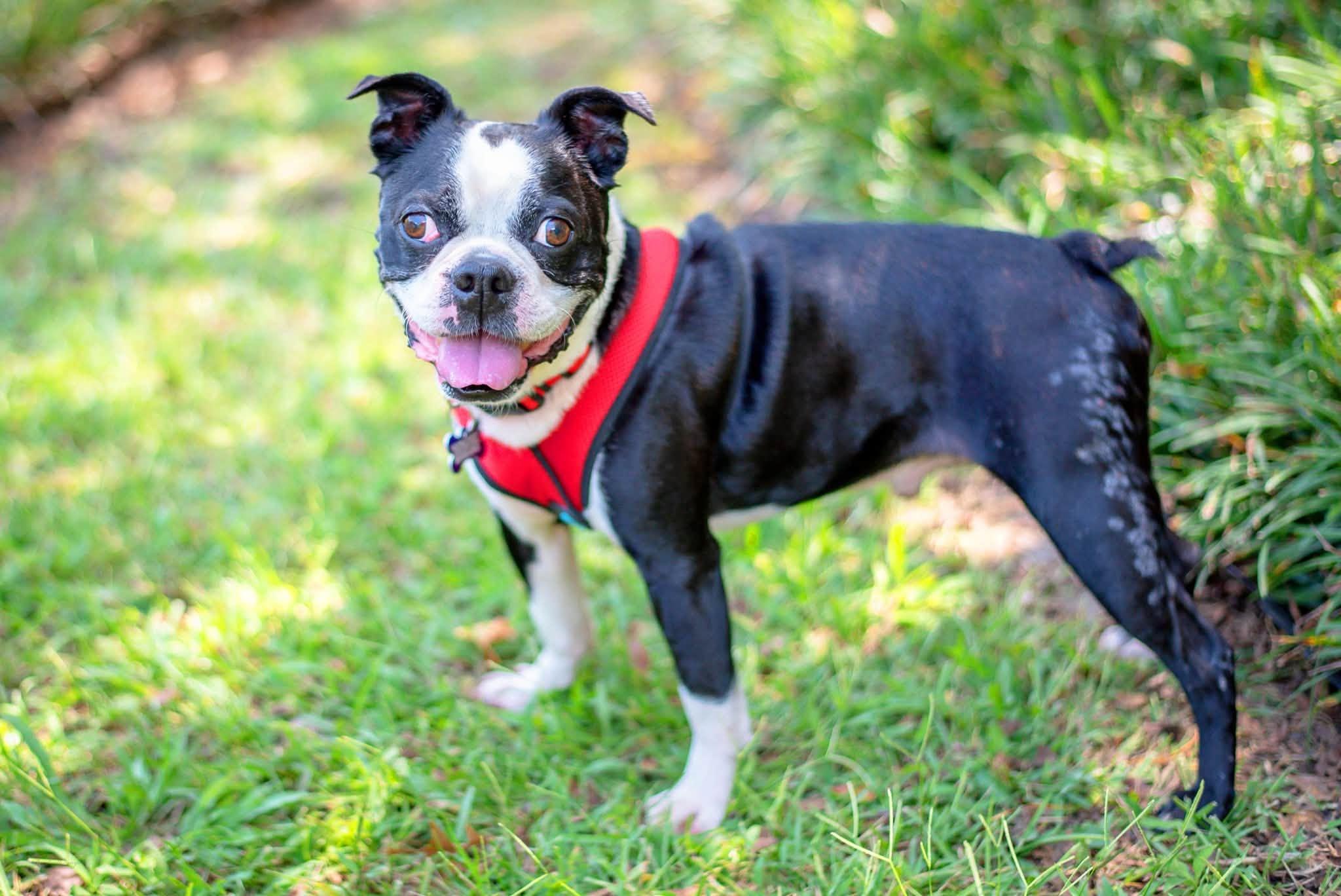 Enlarge Buddy, a ADOPTABLE Boston Terrier in Baton Rouge, LA image 2/2