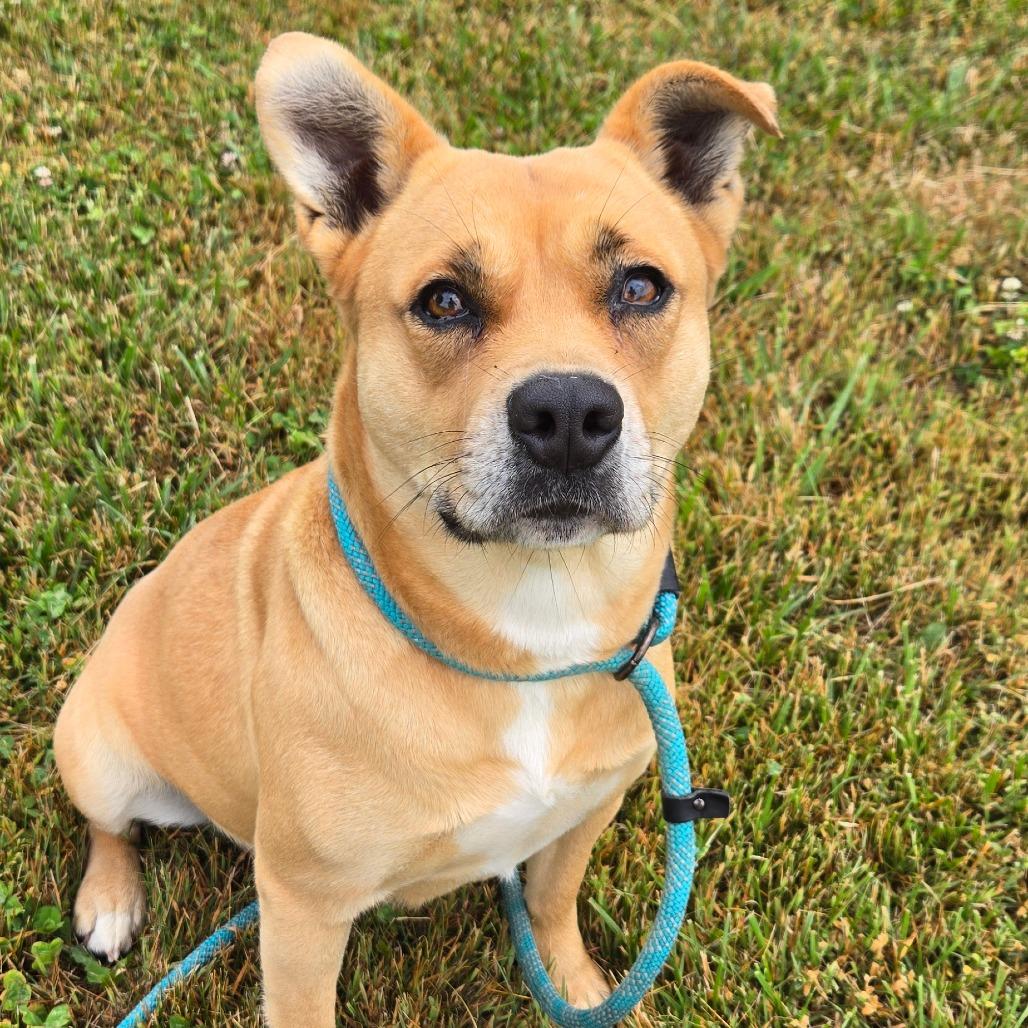 Precious, Adoptable, Adult Female Mixed Breed.