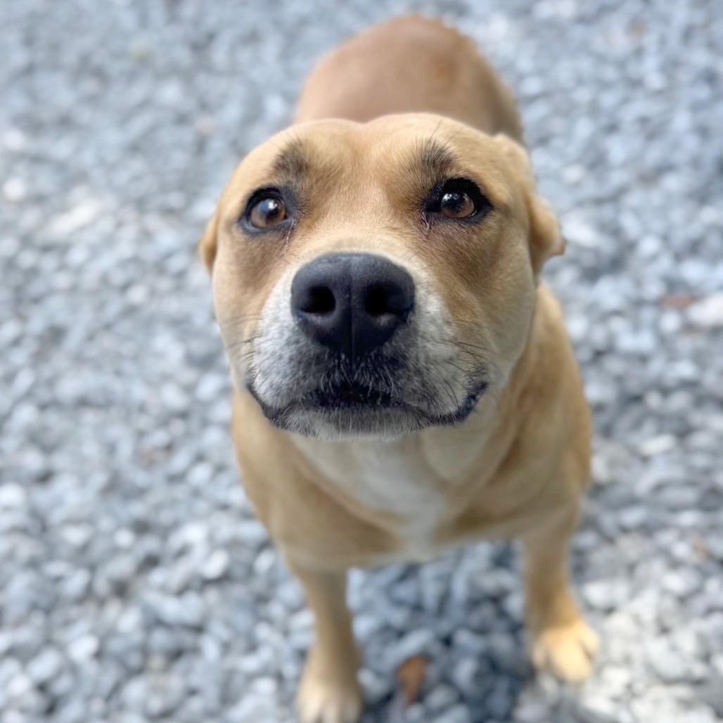 Precious, a Adoptable Mixed Breed in Hendersonville, NC image 2/4