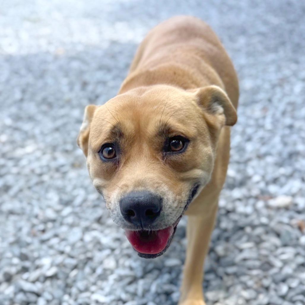 Precious, a Adoptable Mixed Breed in Hendersonville, NC image 3/4