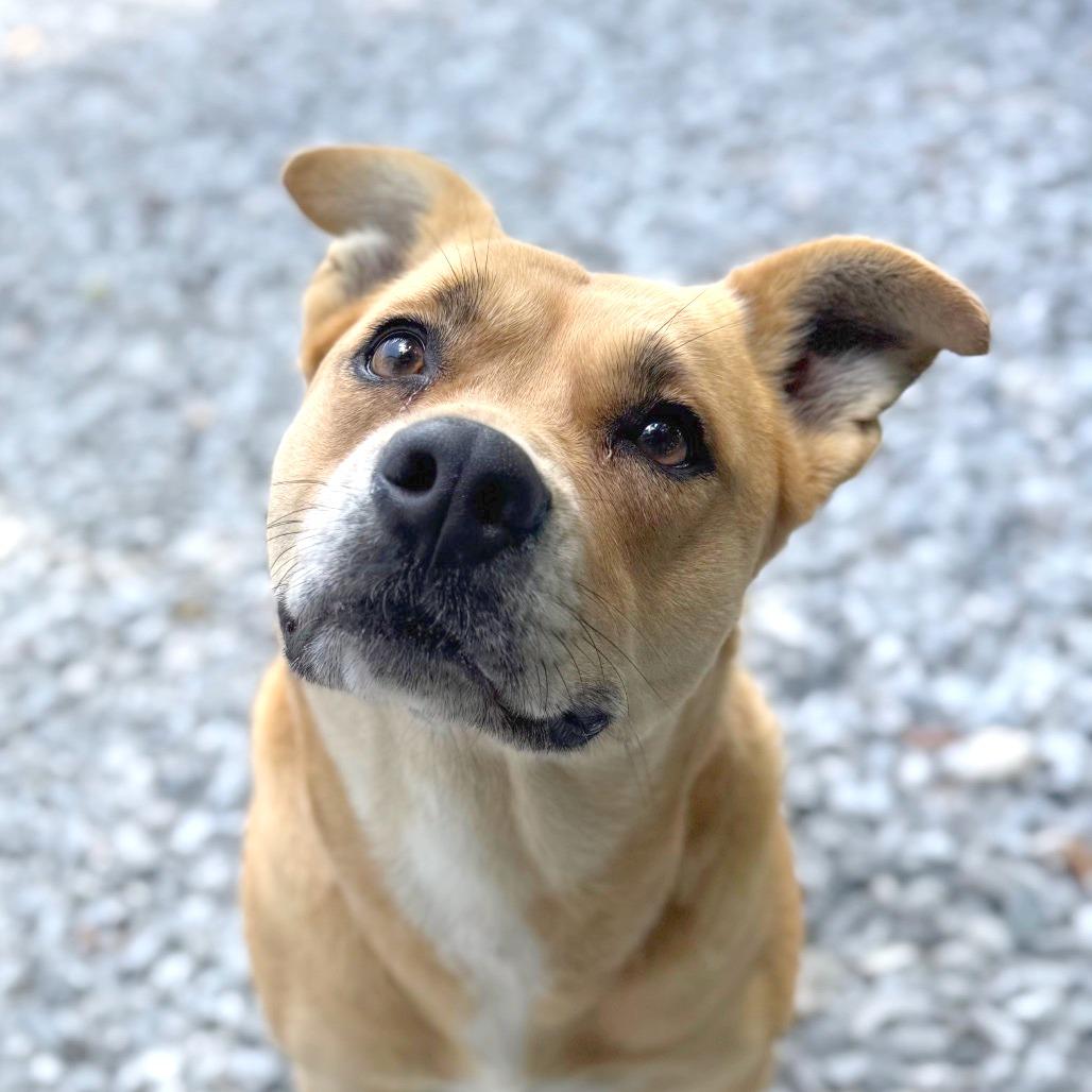 Precious, a Adoptable Mixed Breed in Hendersonville, NC image 4/4