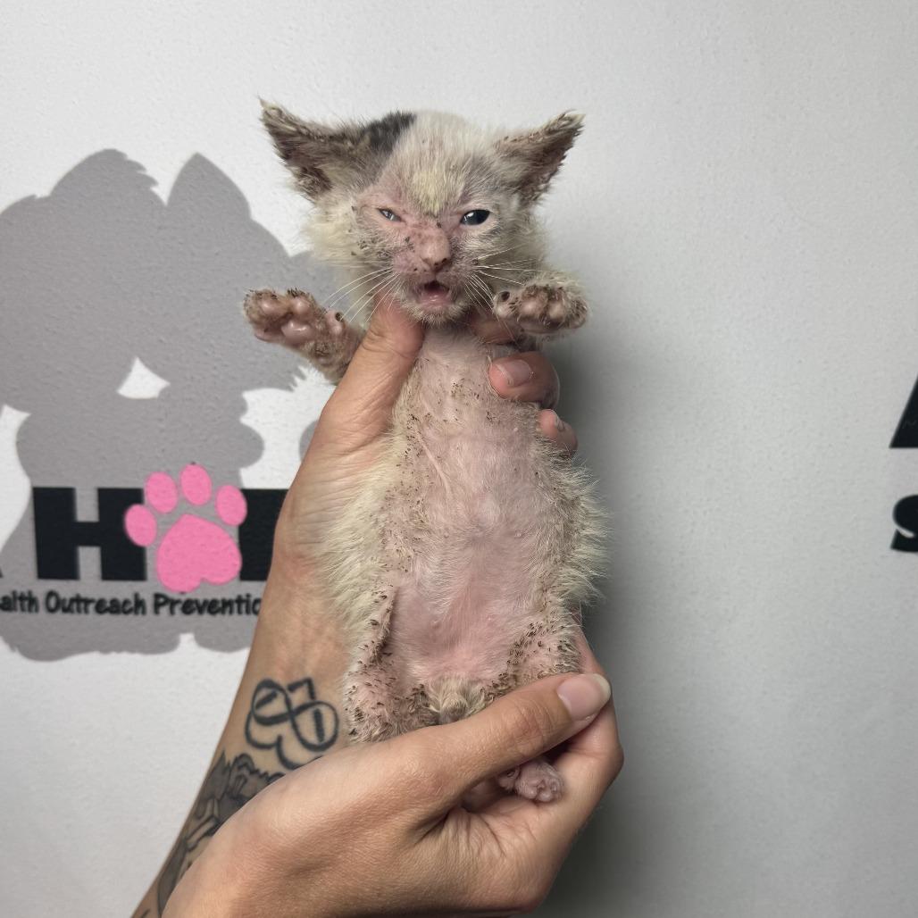 Peppercorn, Adoptable, Kitten Male American Shorthair & Domestic Short Hair.
