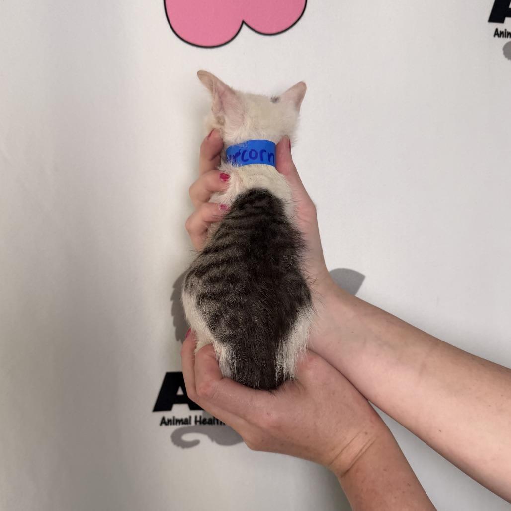Peppercorn, Adoptable, Kitten Male American Shorthair & Domestic Short Hair.