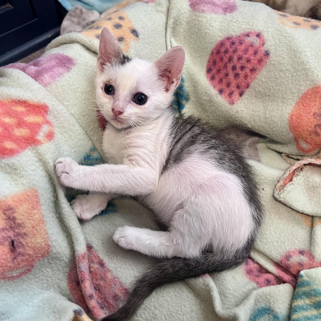 Enlarge Peppercorn, a Adoptable mixed breed in Milton, FL image 3/6