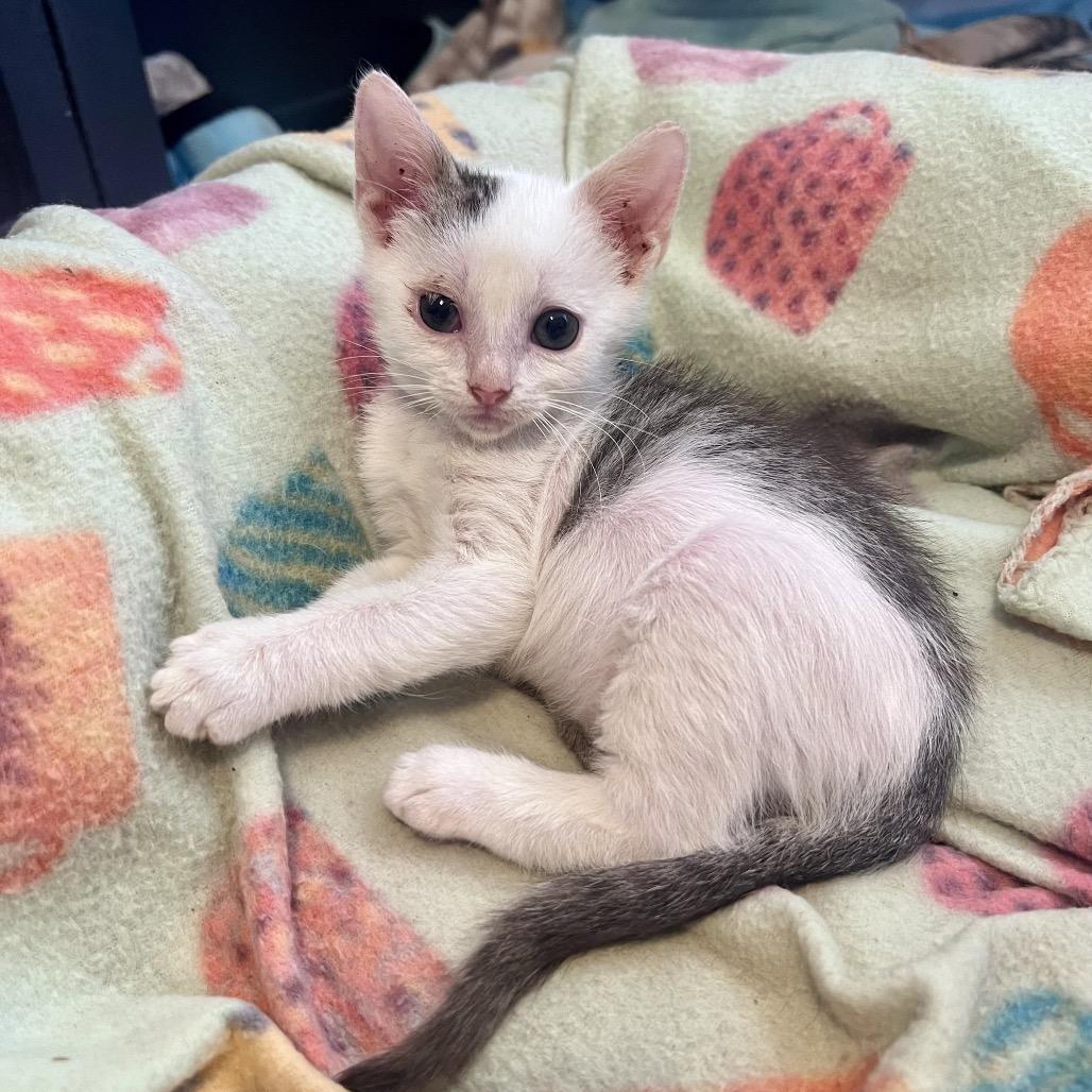 Enlarge Peppercorn, a Adoptable mixed breed in Milton, FL image 4/6